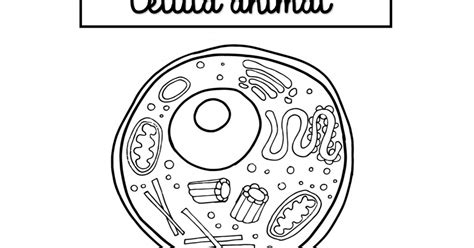 Partes De La Celula Animal Dibujo Para Ninos
