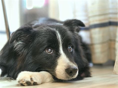 Cute Pictures Of Border Collies Popsugar Pets