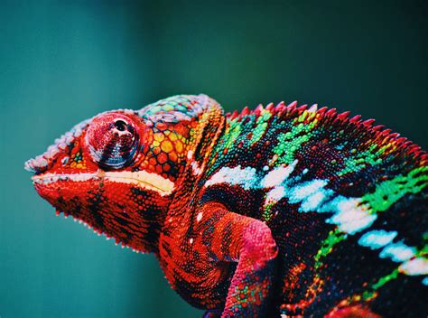 Download Colorful Chameleon Wild Animal Wallpaper