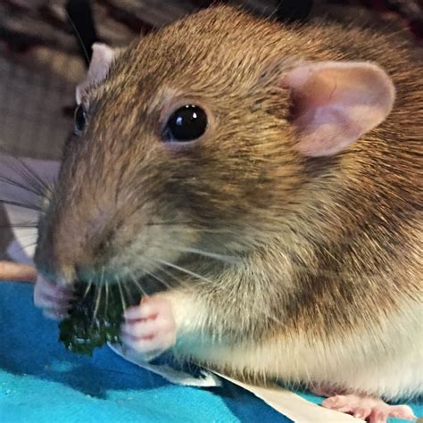 Super Snacks And Healthy Treats For Pet Rats About Pet Rats Pet Rats