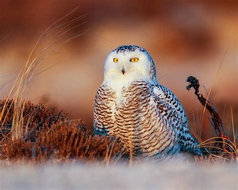 Snowy Owls Winter Arrival Is Highly Anticipated In Michigan