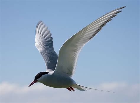 Bto Bird Migration Blog Arctic Terns Aplenty Arctic Tern Arctic Birds In The Sky