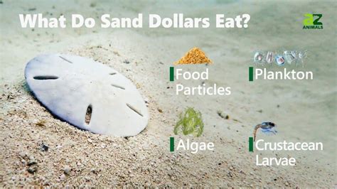 What Do Sand Dollars Eat Everything You Need To Know Imp World