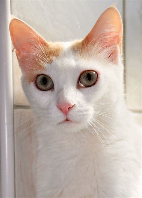 White Cat With Ginger Ears White Cat Unusual Cats Galore
