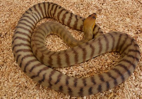 Woma Python Collection Pythons Specialising In Australias Best Pythons