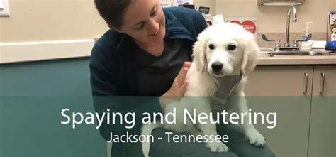 Spaying And Neutering Jackson Low Cost Pet Spay And Neuter Clinic