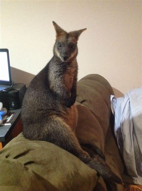 You may need a permit or license for importing, exporting, or keeping the wallaroo in your state. Grateful Wallaby Mom Brings Son to Visit the Woman Who Rescued Her