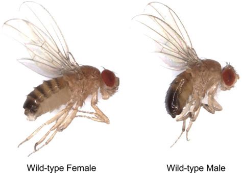 Male Vs Female Fruit Fly
