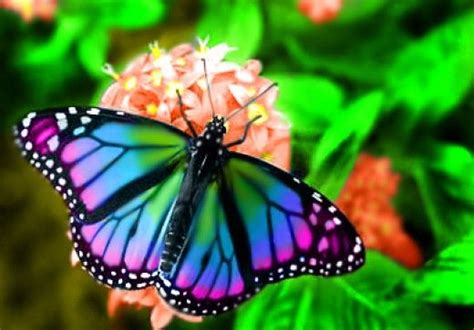 The Cool Butterfly Species Found In The World Butterfly Photos