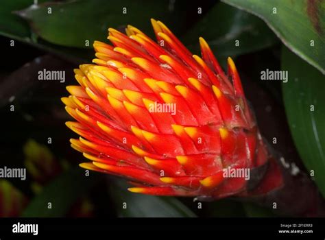 Orange Bromeliad Hi Res Stock Photography And Images Alamy