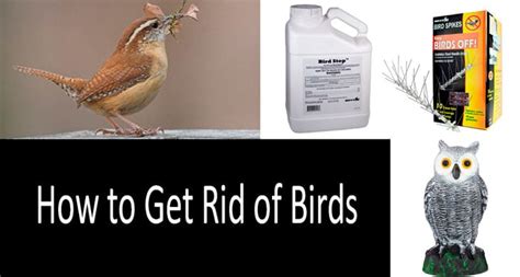 How To Get Rid Of Birds Top Best Bird Deterrents In