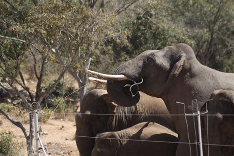 Asian Elephant Conservation India A Rochaindia A Rocha