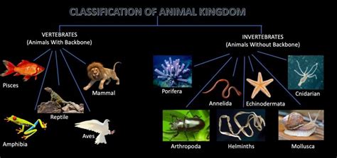 CLASSIFICATION OF ANIMALS KINGDOM