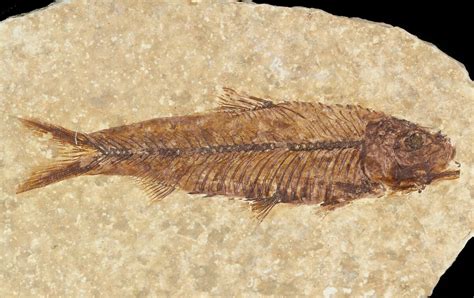 Small 29 Knightia Fossil Fish Wyoming 47518 For Sale