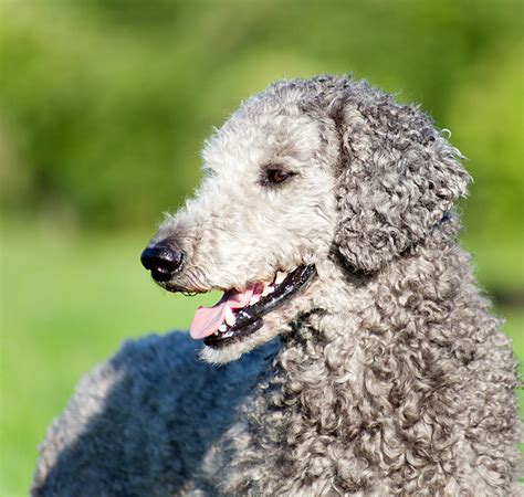 Poodle Names Over 650 Awesome Ideas For Your Curly Pup