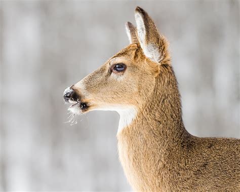 Whitetail Deer Profile Of Whitetail Deer In Winter Pennsylvania