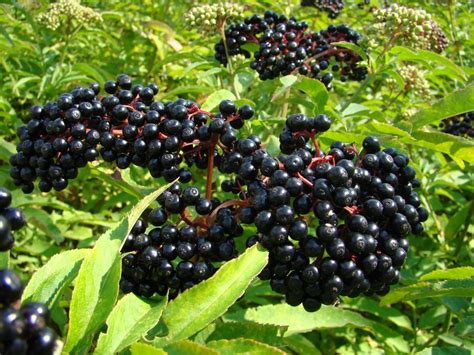 Common Poisonous Berries In North America 101 Ways To Survive