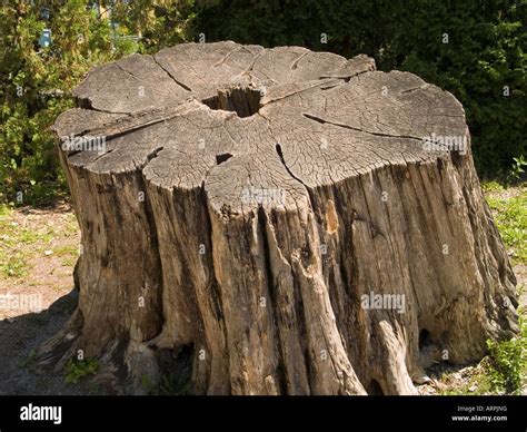 A Giant Tree Stump In The Tree House Garden At The Jardin Botanique De