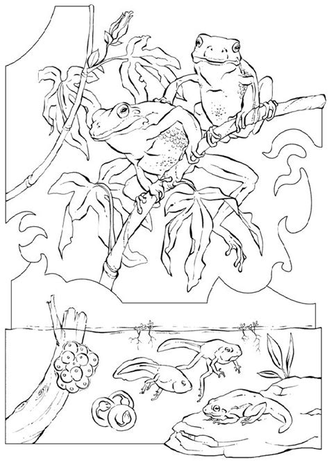 animals coloring pages   print