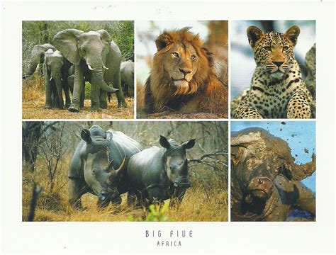 Big Five Animals In The World