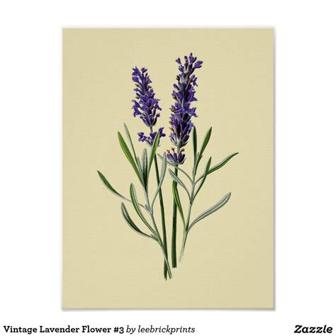 Vintage Lavender Flower 3 Poster In 2020 Vintage