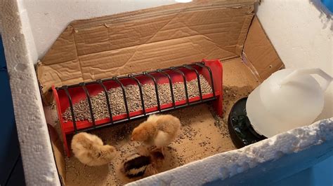 moving chicks from incubator to brooder youtube