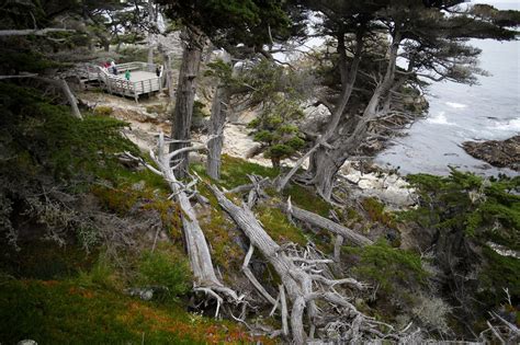 Photos The Lone Cypress In Pebble Beach Suffers Storm Damage
