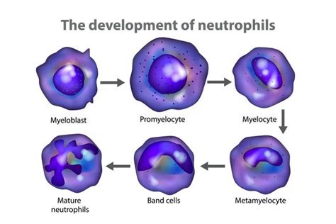 What To Know About Neutrophils Definition Absolute High And Low Ranges