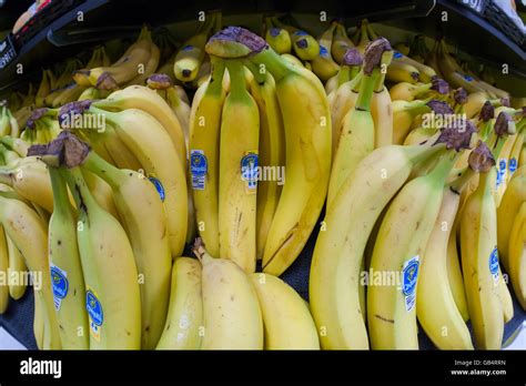 Chiquita Brand Bananas Imported From Guatamala Are Seen In A
