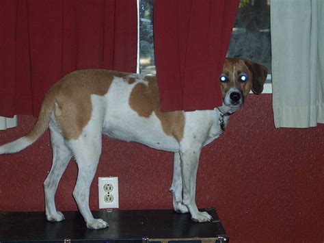 Dog Breeds Similar To The Rhodesian Ridgeback