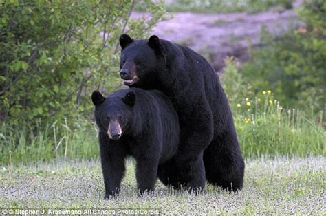 Bears Are Promiscuous When Seeking A Mate And Will Murder For Sex