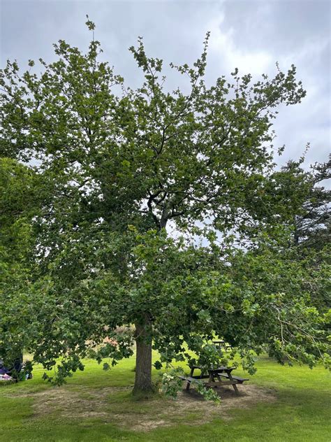 Quercus Robur Trees And Shrubs Online