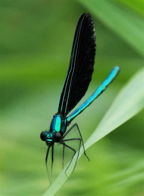 Awasome Blue Dragonfly With Black Wings 2022 Octopussgardencafe