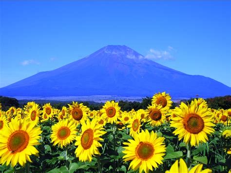 Himawari ditemani ibunya mengunjungi makam pamannya, neji, menanyakan apakah dia ingin bunga matahari yang dia bawakan. Surga Taman Bunga Matahari - Info tentang Jepang oleh Tensai