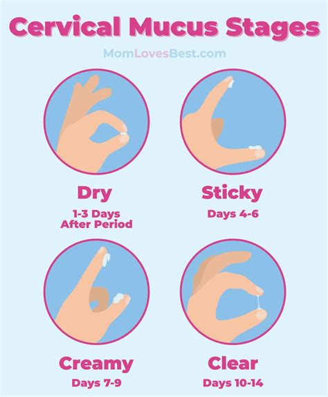 How To Check Cervical Mucus Discharge To Detect Ovulation Riset