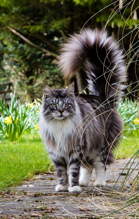 Maine Coon Cat Breed Information And Characteristics Daily Paws