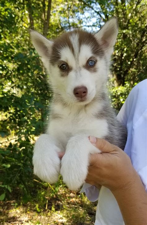 Our siberian husky puppies for sale come from either usda licensed commercial breeders or hobby breeders with no more than 5. Siberian Husky Puppies For Sale | Orlando, FL #250306
