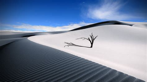 Nature Desert Sky Dune Shadow Sand Dead Trees Wallpapers Hd