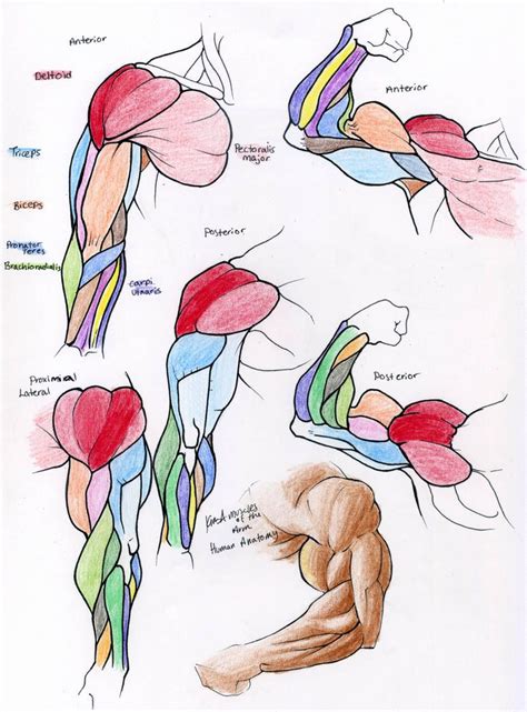 Male Anatomy Template Front By Shintenzu On Deviantart Artofit