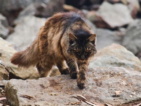 Australia Targets Monster Feral Cats Hunting Native