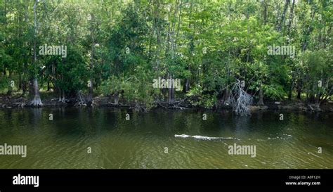 Alligator Swimming In A Swamp Everglades National Park Florida Usa