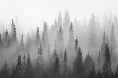 Wall Mural Misty Forest Black And White Branches Happywall Forest