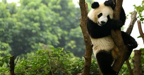 Giant Panda No Longer Endangered The Great Projects