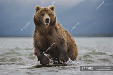 Kamchatka Brown Bear In Lake Kurile Lake Kamchatka Peninsula Russia