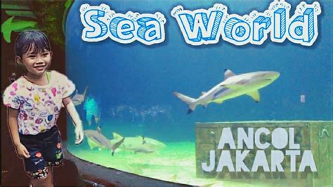 Seaworld Ancol Jakarta Akuarium Raksasa Youtube