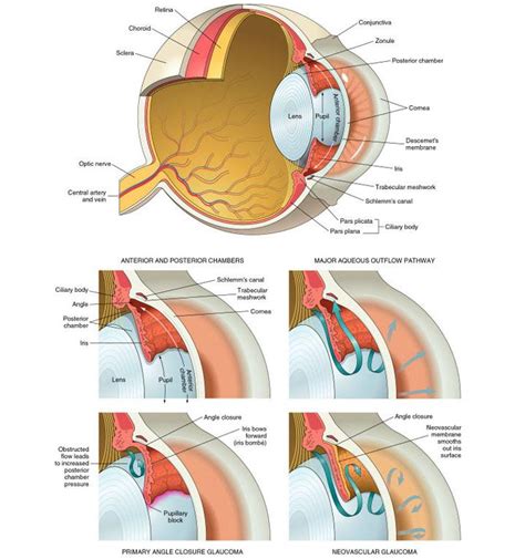 Eye Anatomy And The Pathology Of Glaucoma College Of Art And Design Rit