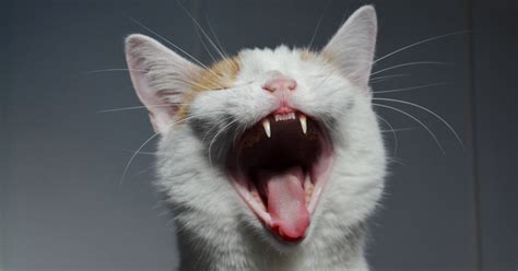 Die häufigsten ursachen für gezogene zähne. Katze hat Zahnfleischentzündung | Zähne ziehen Katze ...