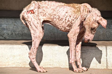 Pictures Of Dog Mange On Humans Heres How To Tell If Your Itchy Dog