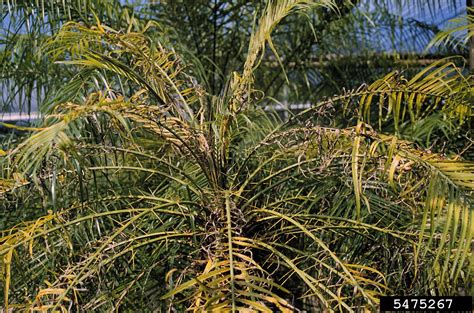 manganese deficiency on pygmy date palm (Phoenix roebelenii ) - 5475267