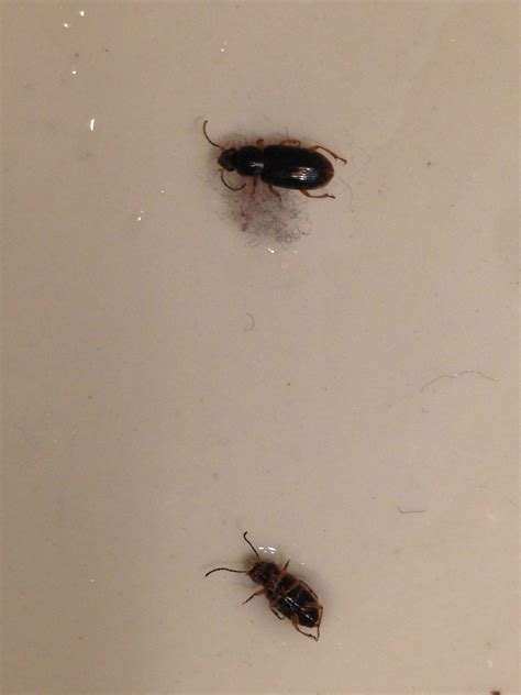 List Of Tiny Black Bugs In Kitchen Sink References Octopussgardencafe